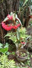 Begonia coccinea