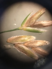 Poa sylvestris