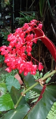 Begonia coccinea
