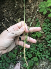 Poa sylvestris