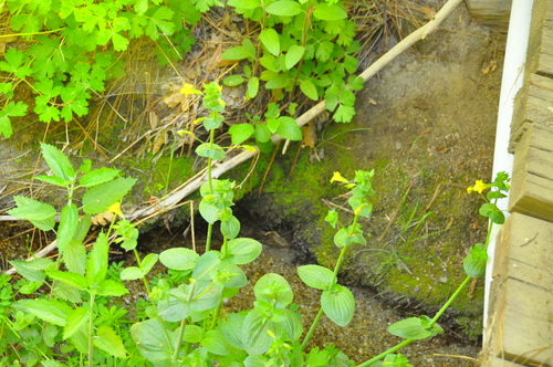 iNaturalist observation photo of seep monkeyflower