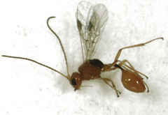 Aridelus rufotestaceus