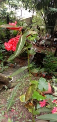 Begonia coccinea
