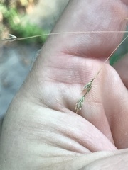 Poa sylvestris