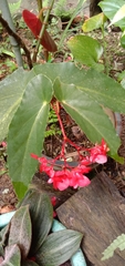Begonia coccinea