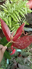 Begonia coccinea