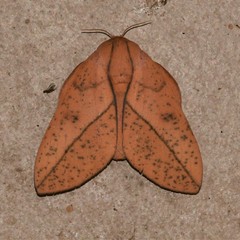 Syssphinx bisecta
