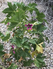 Malva assurgentiflora glabra