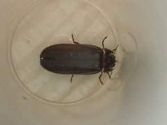 Lamprohiza splendidula