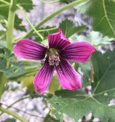 Malva assurgentiflora glabra
