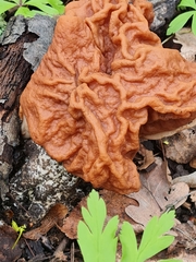 Gyromitra fastigiata