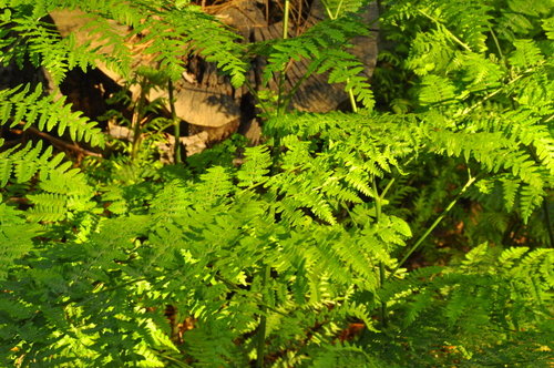iNaturalist observation photo of common bracken