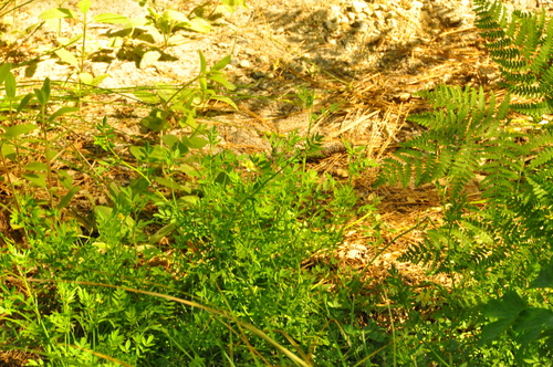 iNaturalist observation photo of streambank bird's-foot trefoil