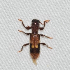 Priocera castanea