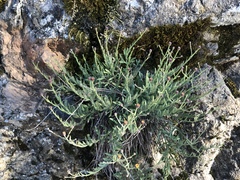 Erigeron petrophilus