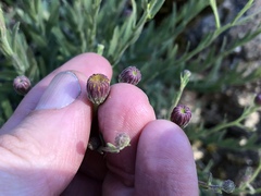 Erigeron petrophilus