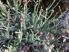 Erigeron petrophilus