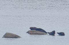 Pusa hispida ladogensis