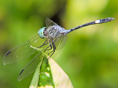 Micrathyria ocellata