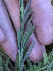 Erigeron petrophilus