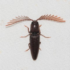 Dicrepidius palmatus