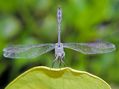 Micrathyria ocellata