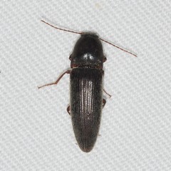 Melanotus opacicollis