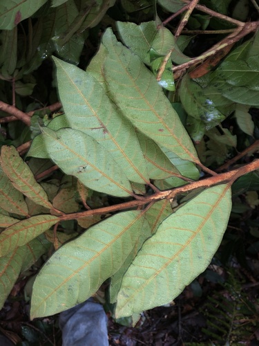 Niemeyera whitei, photograph 2