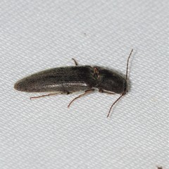 Melanotus opacicollis