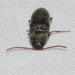 Melanotus opacicollis