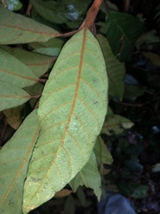 Niemeyera whitei, photograph Samuel Frankel, CC BY, iNaturalist via GBIF