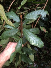 Niemeyera whitei, photograph Samuel Frankel, CC BY, iNaturalist via GBIF