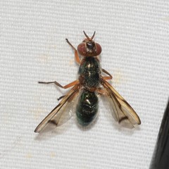 Senopterina caerulescens