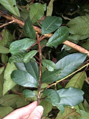 Niemeyera whitei, photograph Samuel Frankel, CC BY, iNaturalist via GBIF