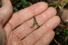 Glycine cyrtoloba
