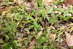 Glycine cyrtoloba