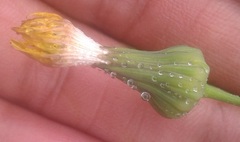 Lactucinae