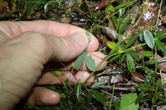 Glycine cyrtoloba