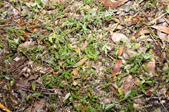 Glycine cyrtoloba