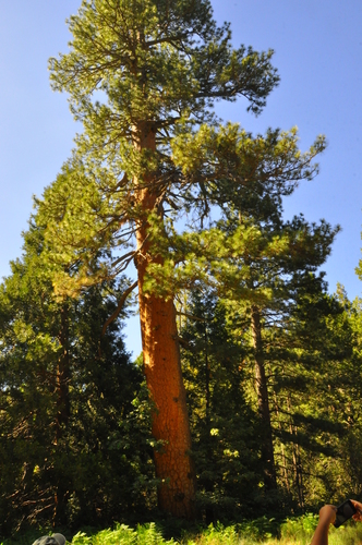 iNaturalist observation photo of Western Ponderosa Pine