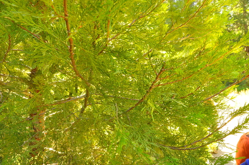 iNaturalist observation photo of California incense-cedar