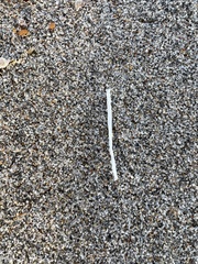 Syringodium filiforme