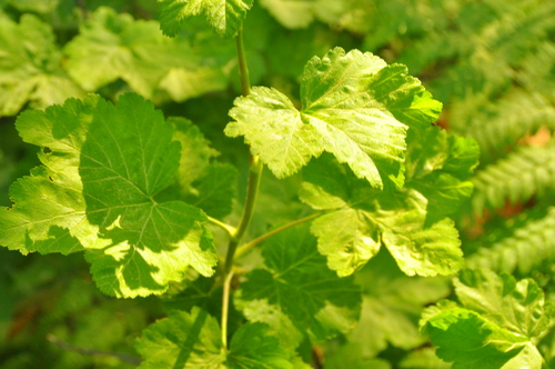 iNaturalist observation photo of mountain pink currant