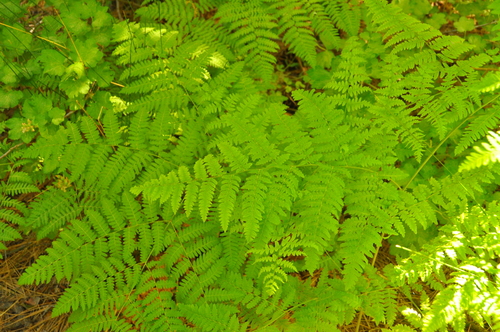 iNaturalist observation photo of common bracken