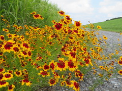 Coreopsis tinctoria