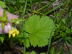 Geum macrophyllum macrophyllum