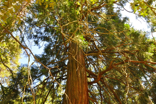 iNaturalist observation photo of California incense-cedar