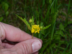 Geum macrophyllum macrophyllum