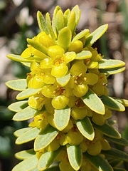 Thymelaea tinctoria nivalis
