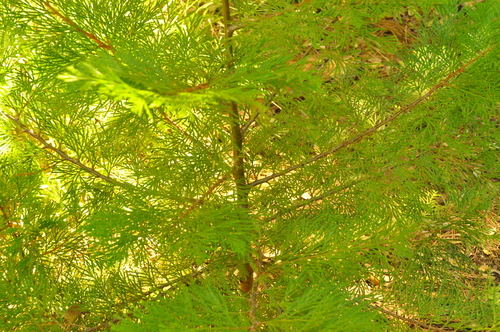 iNaturalist observation photo of California incense-cedar